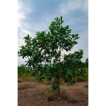 Guava Plant